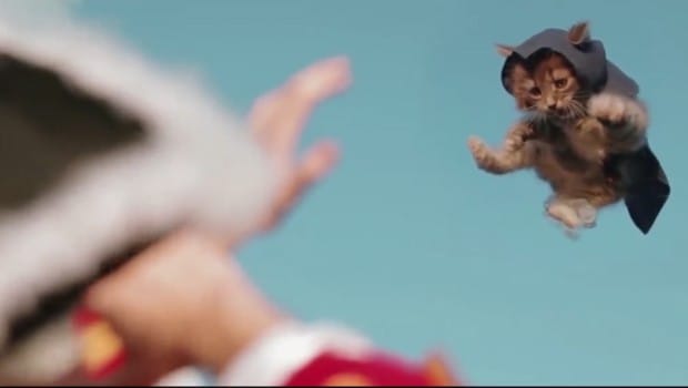 Assassin's Creed'e suikastçi kedi